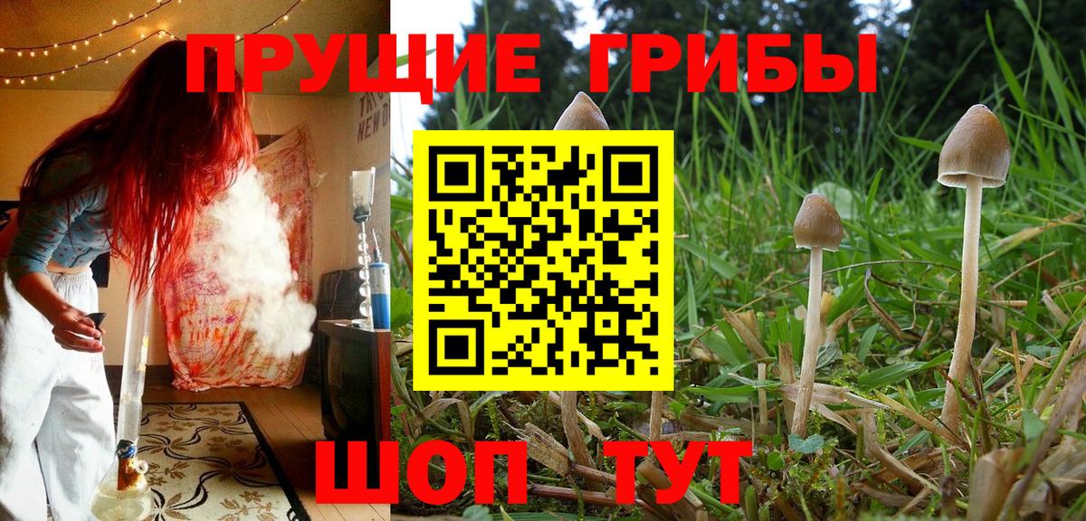 Галлюциногенные грибы прущие грибы  Галлюциногенные грибы GOLDEN TEACHER  Тавда  Вход с VPN 